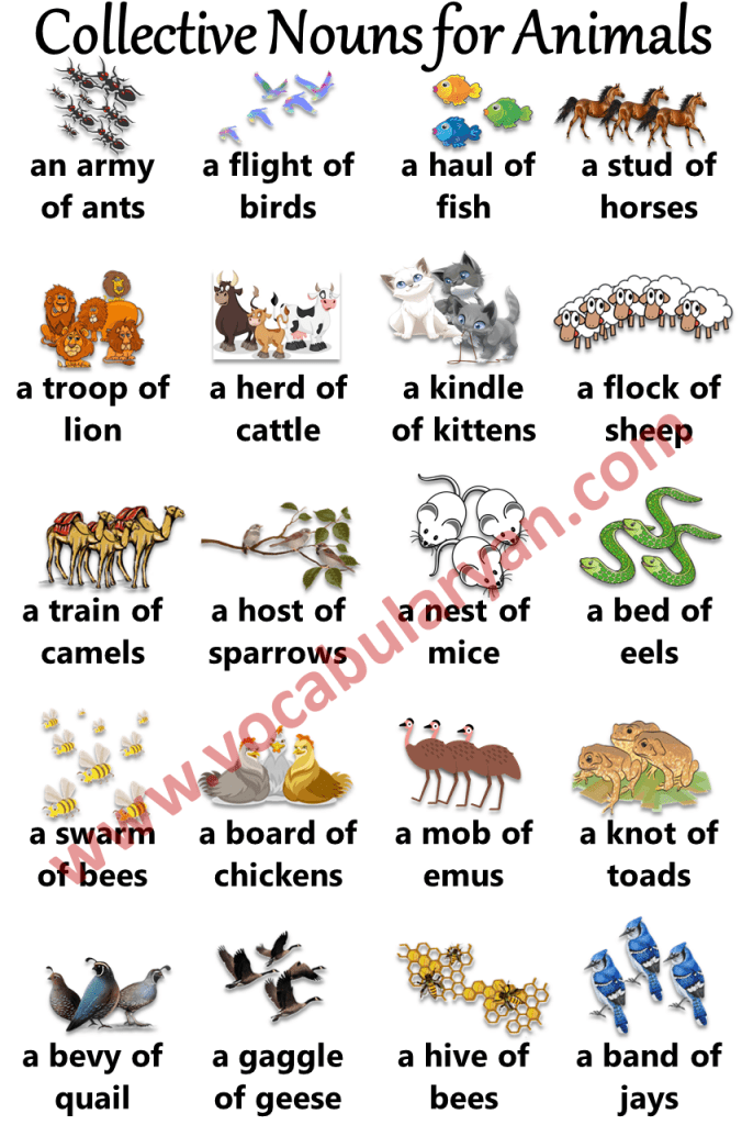 100 List of Collective Nouns of Thing, Animals and Persons