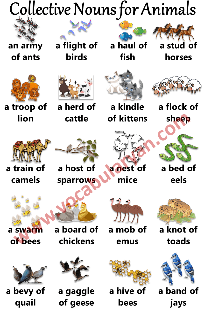 100 List Of Collective Nouns Of Thing Animals And Persons