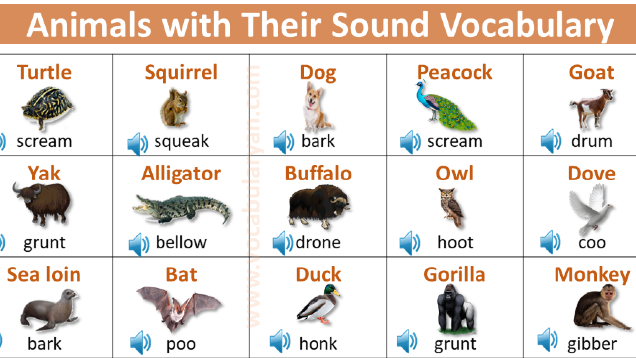 A - Z Animals and Their Sounds with Picture Vocabulary – VocabularyAN