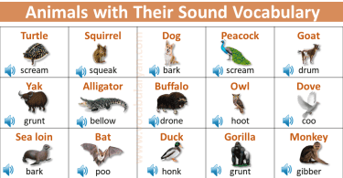 Animals sounds list with Picture Vocabulary