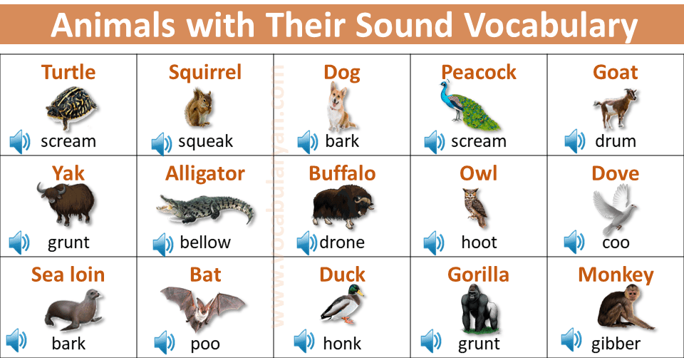 Animal Sounds Name A To Z