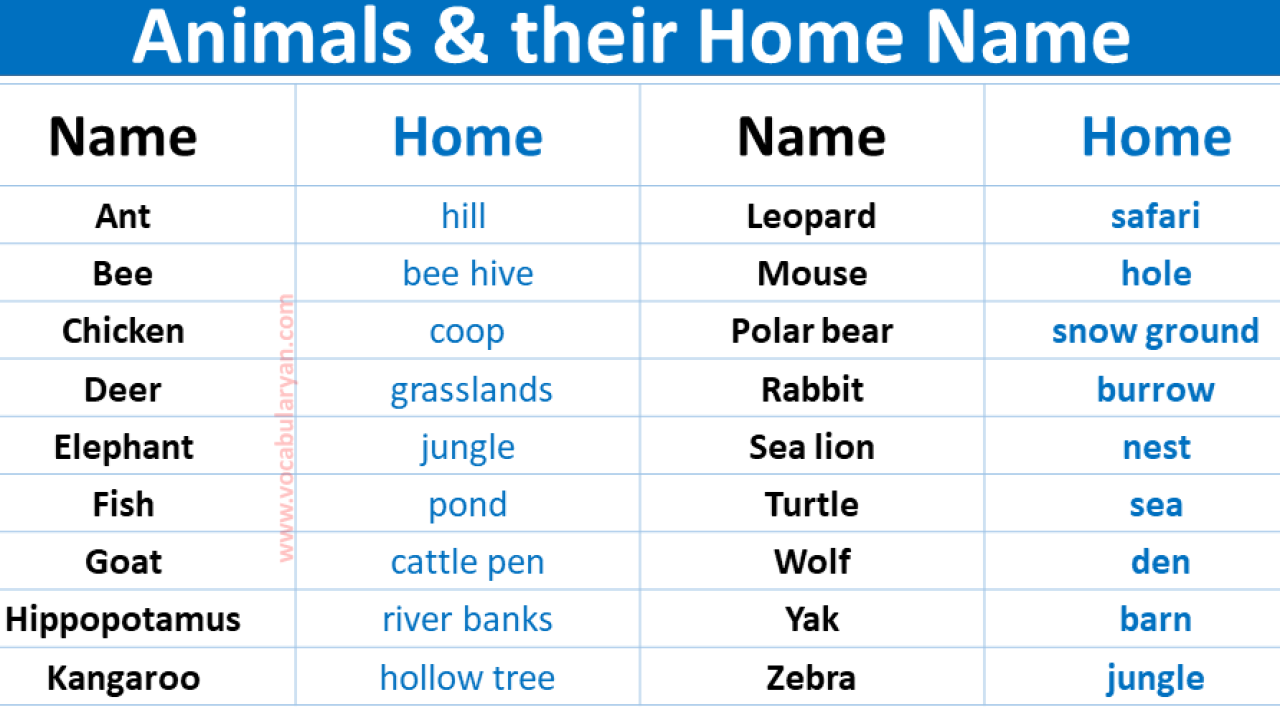 A - Z Animals and Their Homes Name Vocabulary – VocabularyAN