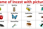 List of Insects Names with Picture