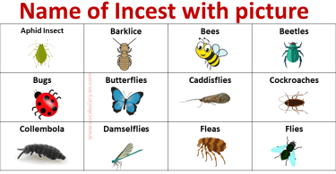 List of Insects Names with Picture