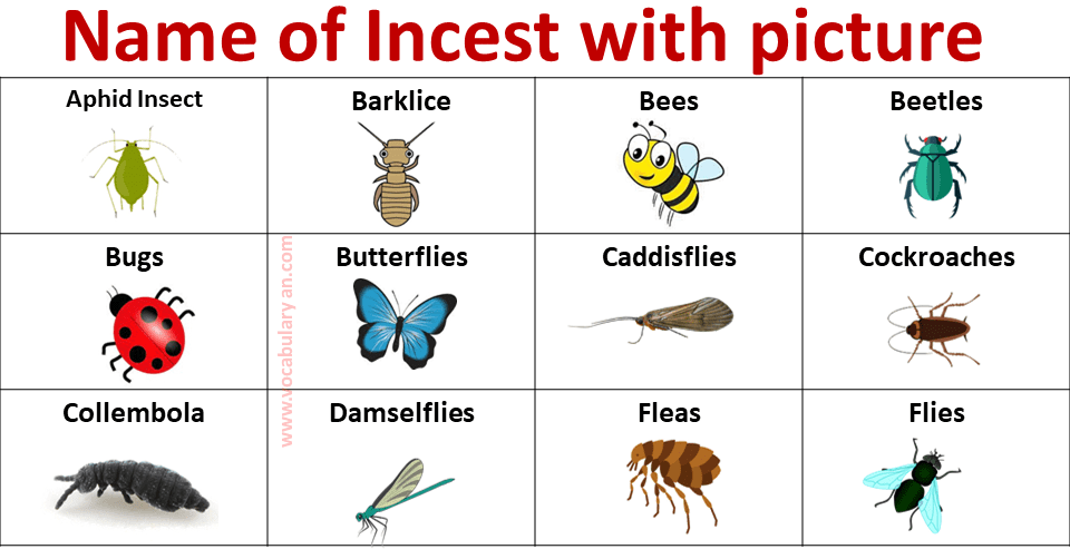 insects names list