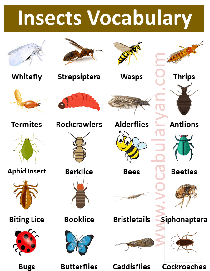List of Insects Names with Picture in English – VocabularyAN