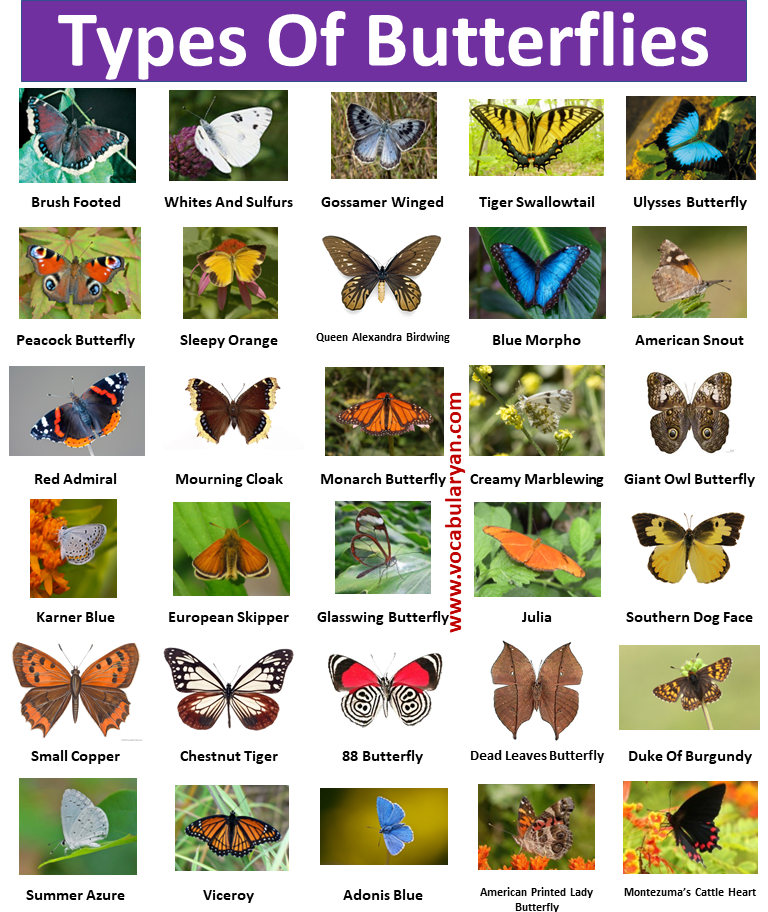 30+Types of Butterflies with Names and Pictures VocabularyAN