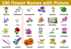 Learn the Names of 100 Flowers in English