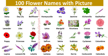 Learn the Names of 100 Flowers in English