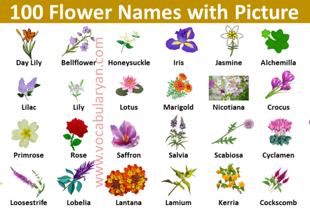 List of Plant and Flower Names in English with Pictures Archives ...