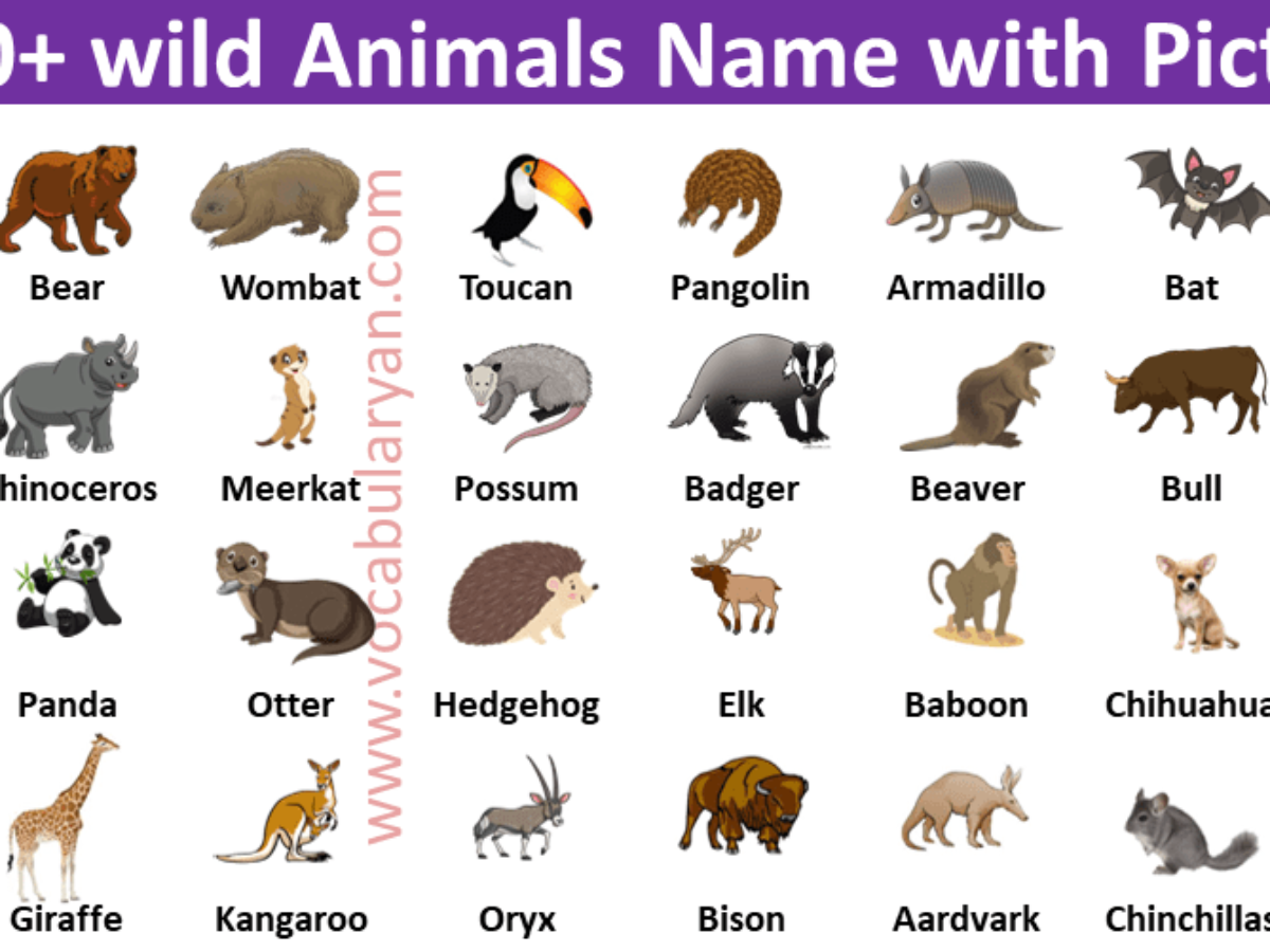 Wild Animals Names And Descriptions In English