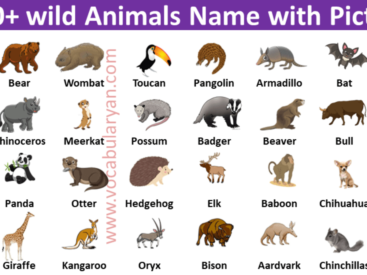 List of Wild Animals Names in English For Kids