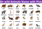 100+ wild Animals Name with Picture