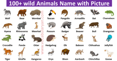 100+ wild Animals Name with Picture