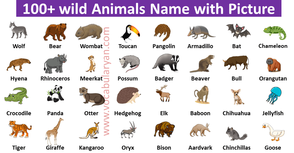 100+ Wild Animals Name in English with Picture – VocabularyAN