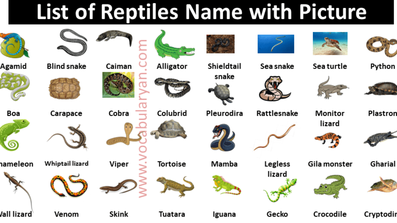 reptile animals list
