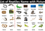 60+ Reptiles & Amphibians Name with Picture