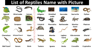 60+ Reptiles & Amphibians Name with Picture