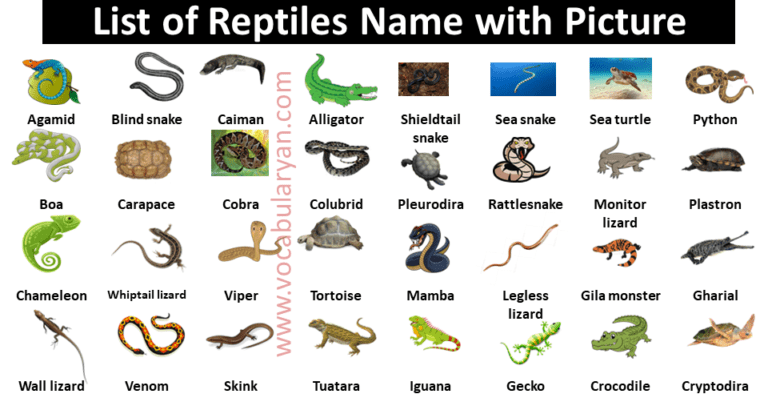 60+ Reptiles Names List in with Pictures – VocabularyAN