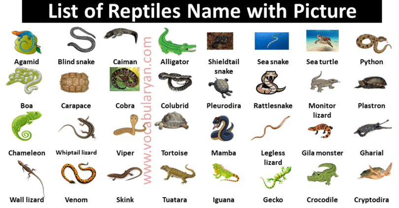 60+ Reptiles & Amphibians Name with Picture
