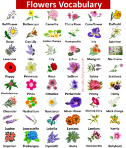 Learn the Names of 100 Flowers in English – VocabularyAN