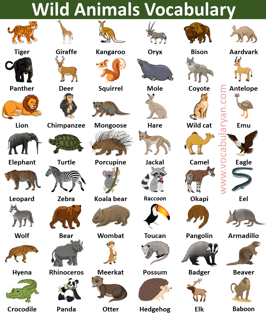 100+ Wild Animals Name in English with Picture – VocabularyAN