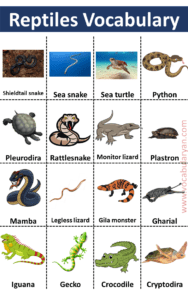 60+ Reptiles Names List in with Pictures – VocabularyAN