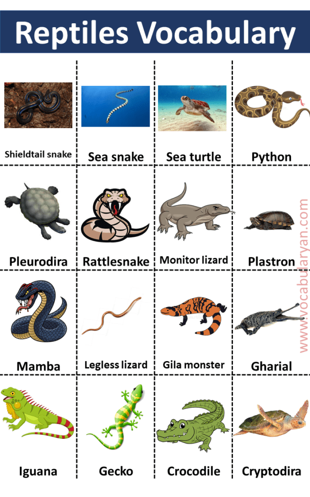 60+ Reptiles Names List in with Pictures VocabularyAN