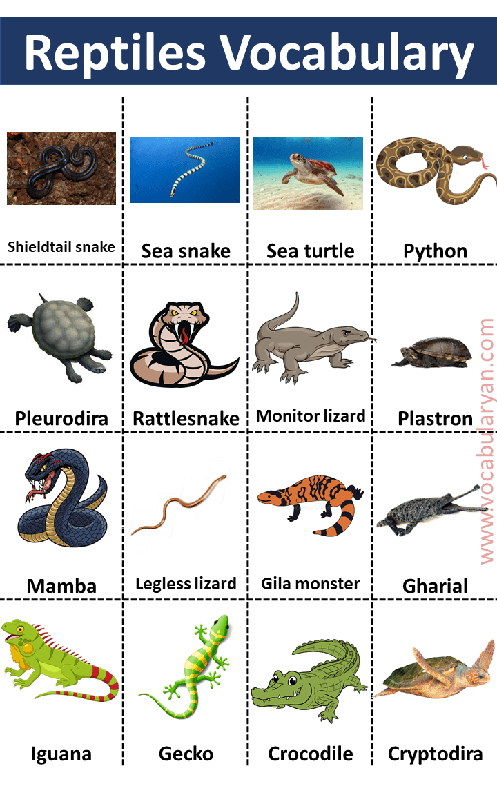 60 Reptiles Names List In With Pictures Vocabularyan