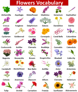 Learn the Names of 100 Flowers in English – VocabularyAN