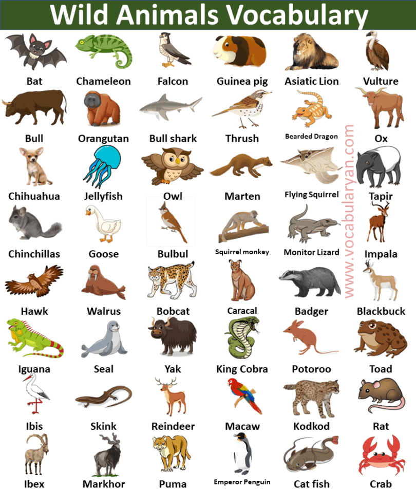 100+ Wild Animals Names in English with Picture – VocabularyAN