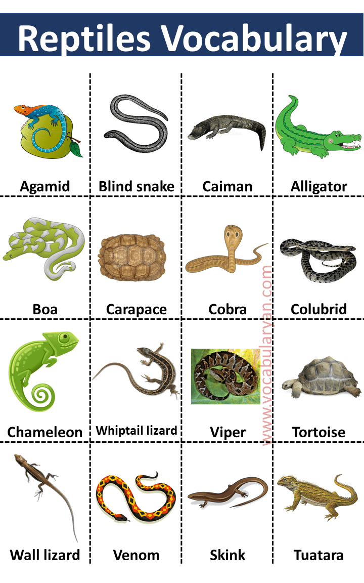 reptiles animals list