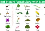 Plant Picture Vocabulary with Names