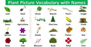 VocabularyAN – English Vocabulary Learning Made Easy for Everyone