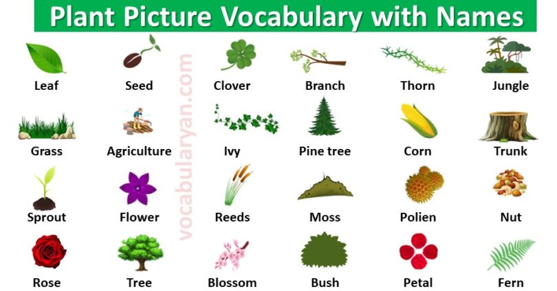 Plant Picture Vocabulary with Names