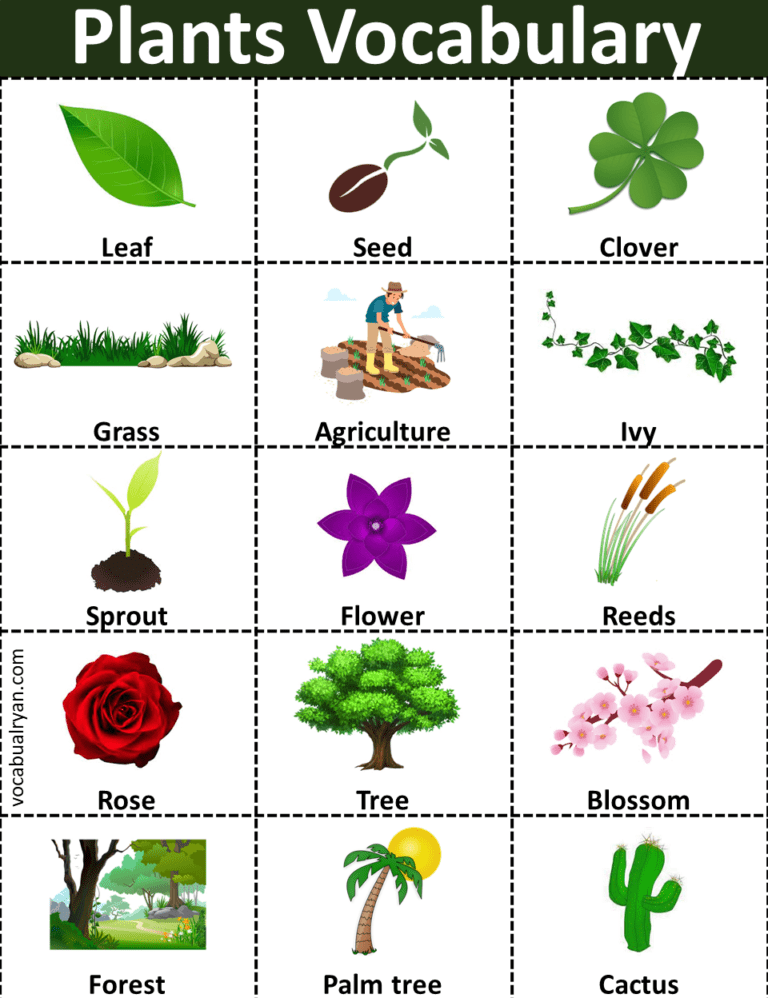 List of Plant Names with Picture – VocabularyAN