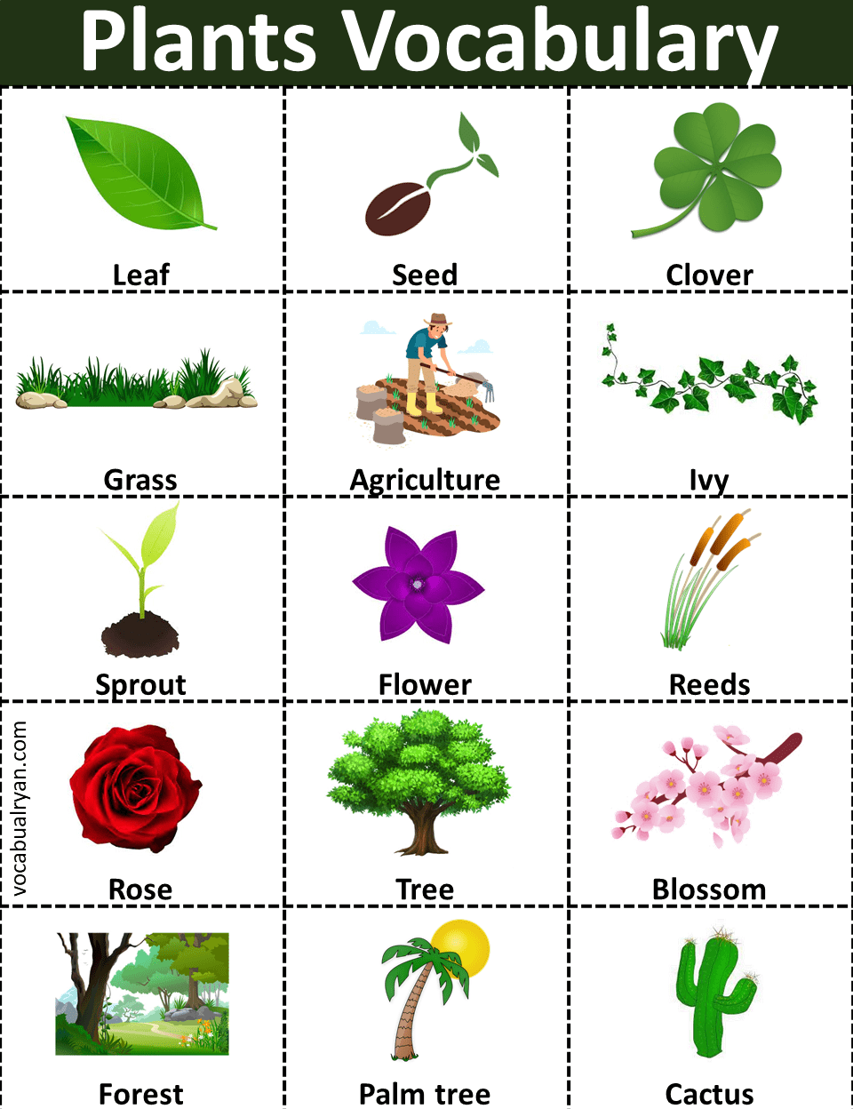 List of Plant Names with Picture VocabularyAN