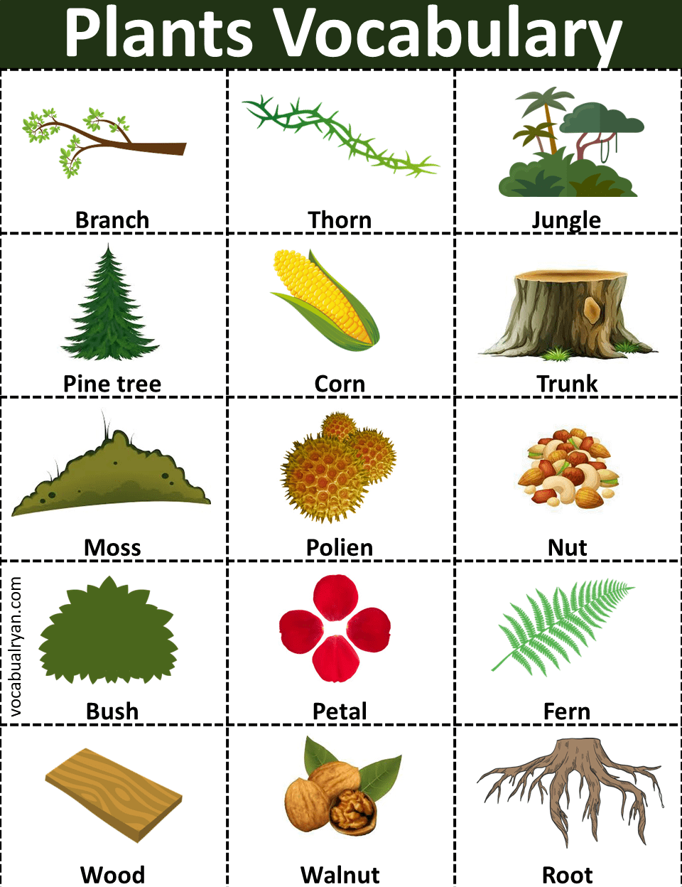 20 plants name in English