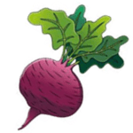 Beetroot