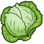 Cabbage