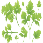 Coriander