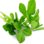 Fenugreek