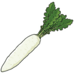 Radish