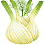 Fennel