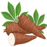 Cassava