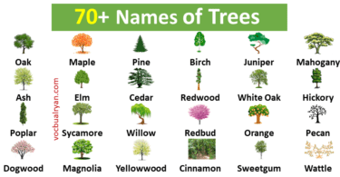 70+ Names of Trees in English