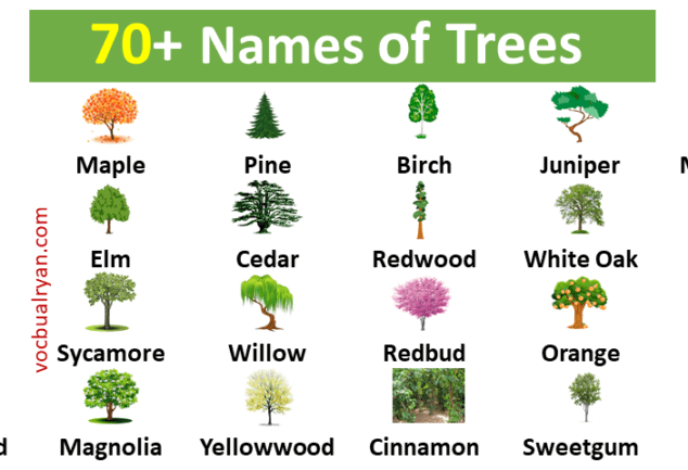 22 Trees names with pictures in English Archives – VocabularyAN