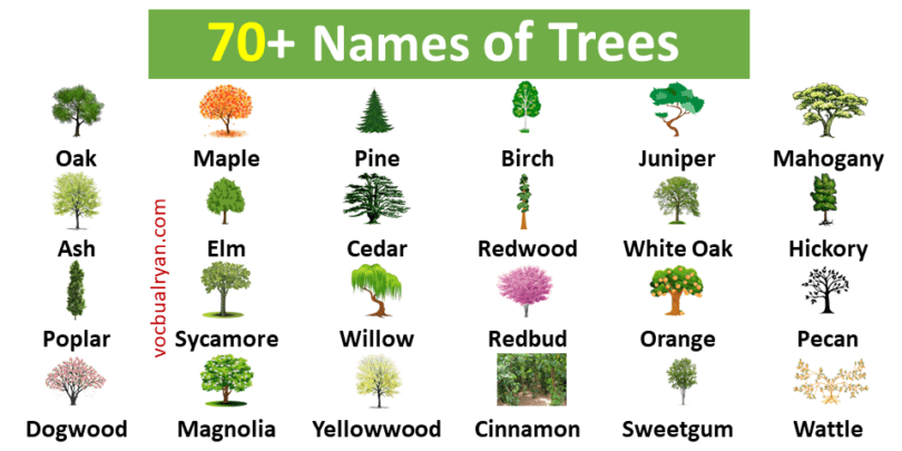 70+ Trees Names in English with Pictures – VocabularyAN