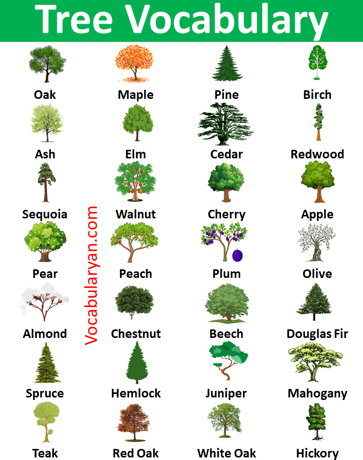 70+ Trees Names in English with Pictures VocabularyAN