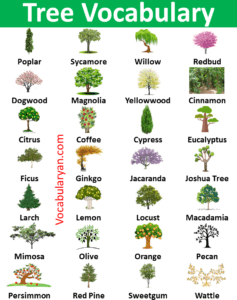 70+ Trees Names in English with Pictures – VocabularyAN